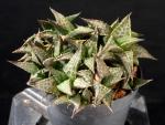 Haworthia tessellata