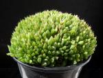 Haworthia cuspidata