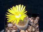 Lithops dorotheae (seeds)