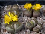 Lithops dorotheae