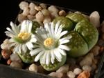 Lithops julii var. fulleri "Fullergreen" (Samen)