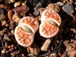 Lithops karasmontana "Lateritia"