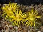 Lithops lesliei CO341