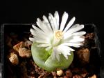 Lithops lesliei albinica