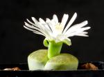 Lithops lesliei var. albinica (seeds)