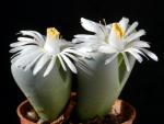 Lithops salicola