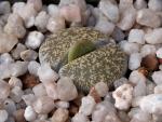 Lithops spec. (Samen)