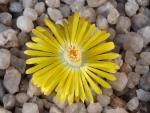Lithops spec.