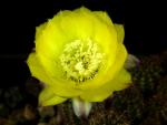 Lobivia aurea var. shaferi