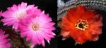 Lobivia winteriana x Chamaecereus Hybrid 'red' (seeds)