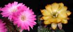 Lobivia winteriana x Chamaecereus Hybrid 'Lincoln Sunkissed' (seeds)