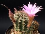 Lobivia wrightiana