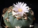 Lophophora williamsii (Samen)