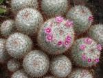 Mammillaria bombycina