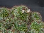 Mammillaria decipiens