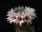 Mammillaria fraileana (seeds)