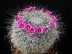 Mammillaria hahniana (seeds)