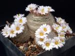 Mammillaria lenta (seeds)