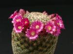 Mammillaria matudae