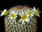 Mammillaria neopalmeri (seeds)