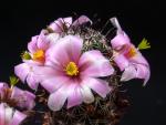 Mammillaria swinglei (seeds)