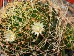 Mammillaria camptotricha
