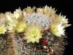 Mammillaria duwei