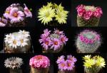 Mammillaria  Mischung (Samen)