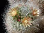 Mammillaria bocasana (Samen)