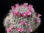 Mammillaria bocasana var. roseiflora