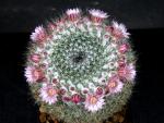 Mammillaria brauneana