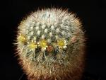 Mammillaria microhelia hybrid