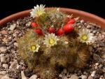 Mammillaria prolifera (Samen)