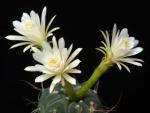 Matucana madisoniorum var. albiflora (seeds)