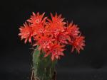 Matucana madisoniorum x var. albiflora (seeds)