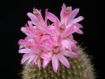 Matucana myriacantha var. purpureo-alba FR1063 (seeds)