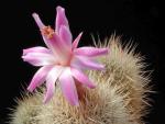 Matucana roseo-alba (seeds)