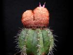 Melocactus neryi (Samen)