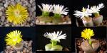 Lithops mixture (seeds)