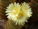 Notocactus leninghausii (Samen)