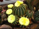 Notocactus magnificus