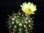 Notocactus submammulosus