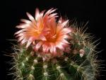 Notocactus purpureus var. muegelianus (seeds)