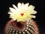 Notocactus rauschii (seeds)