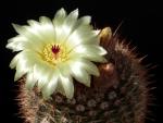 Parodia schlosseri
