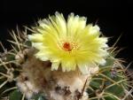 Notocactus sellowii FR1384 (seeds)
