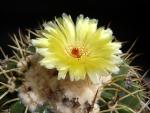Notocactus sellowii FR1384