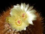 Notocactus sucineus