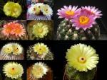 Notocactus  mixture (seeds)