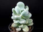 Pachyphytum oviferum (moonstone)